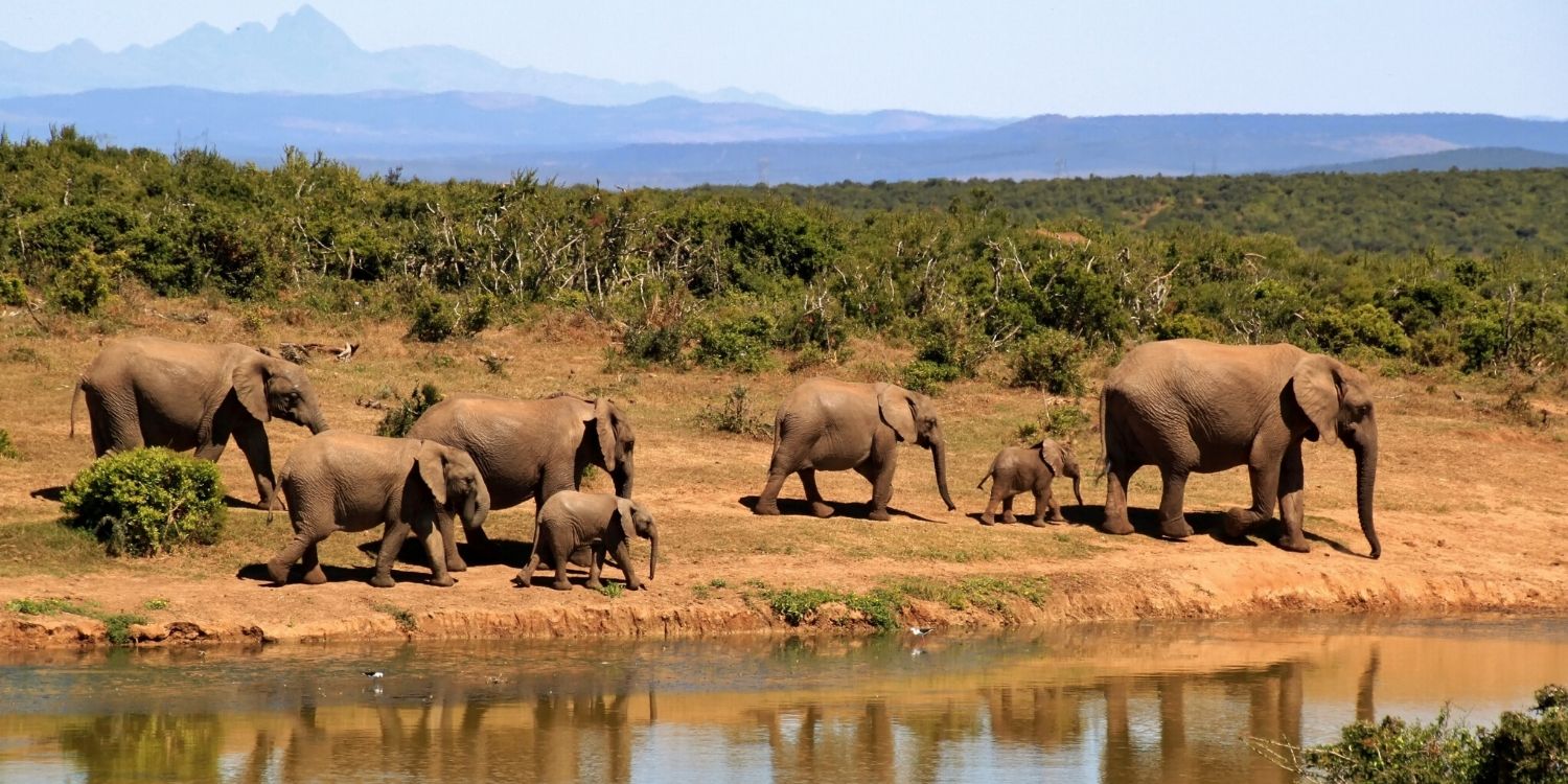 Bettersafe - The best places to travel in 2020 - Bostwana Bettersafe - The best places to travel in 2020 - Botswana